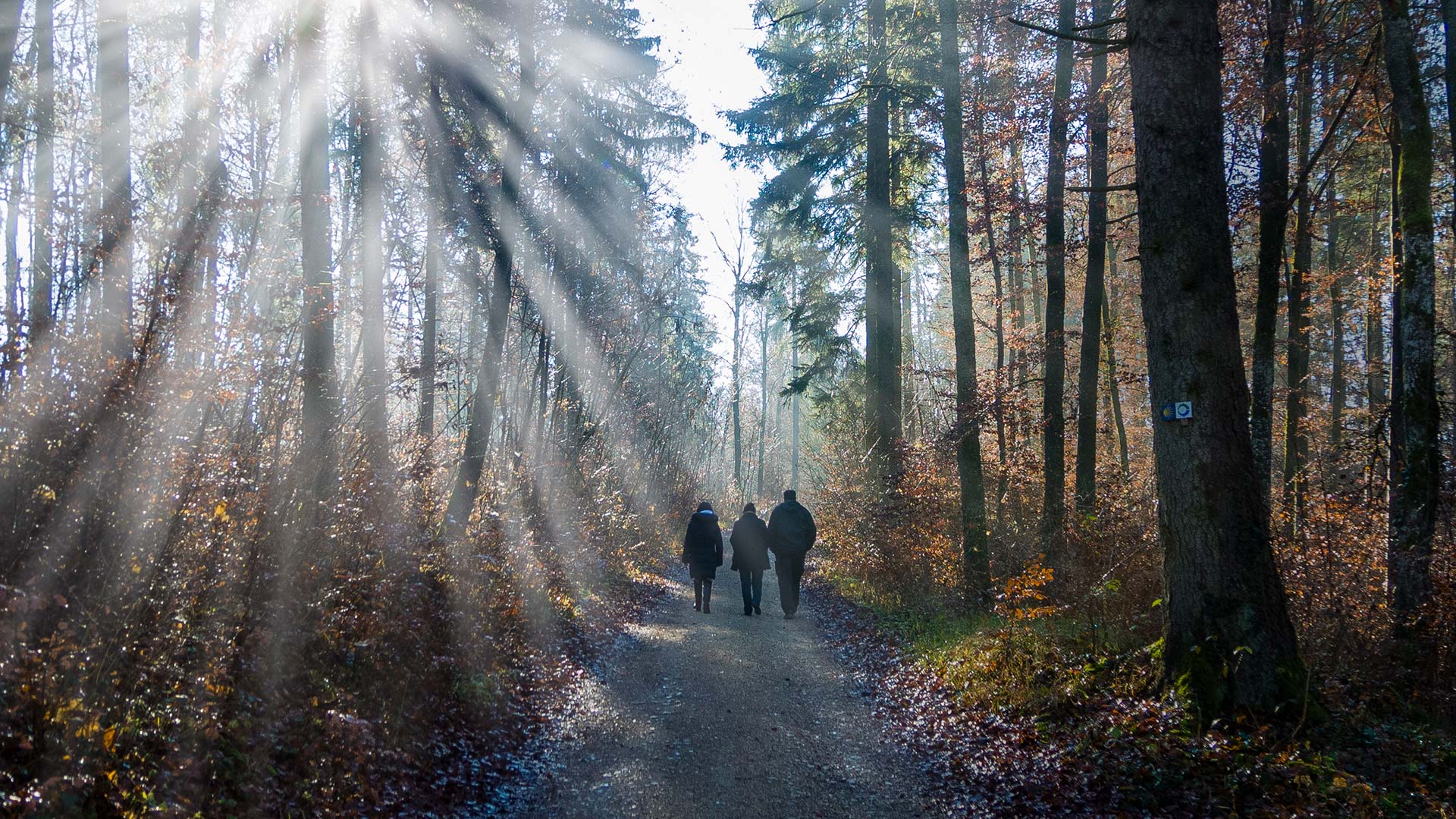 Drei Menschen sind von hinten zu sehen, wie sie auf einem breiten Weg durch einen herbstlichen Wald gehen.