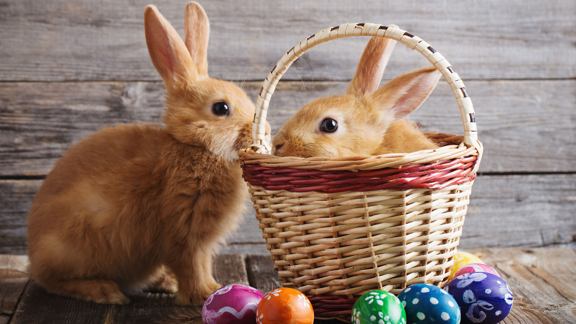 Zwei hellbraune Kaninchen. Eines davon sitzt in einem geflochtenen Korb, davor liegen bunt bemalte Ostereier