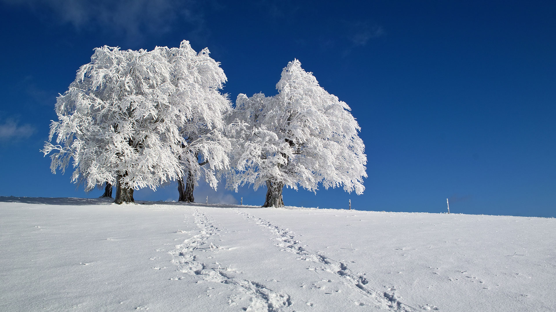 Zwei Winterliche Bäume auf einem Hügel. Durch den Schnee führen zwei Fußspuren auf die Bäume zu